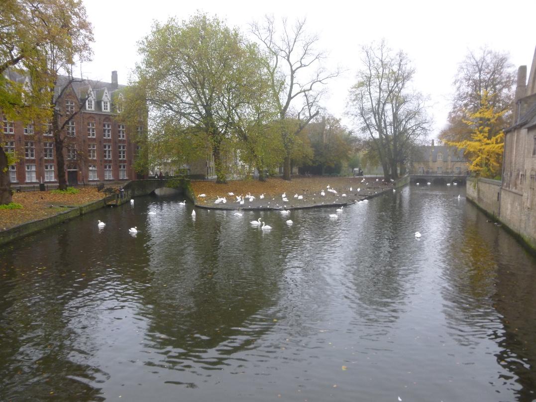 This still and tranquil scene on a canal near the Bruges Beguinage is enhanced by the grace of floating swans